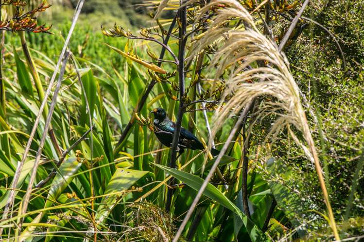 4 Bailey Place Stewart Island_10