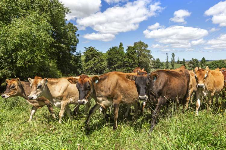 Te Tahi Road Puketotara_4