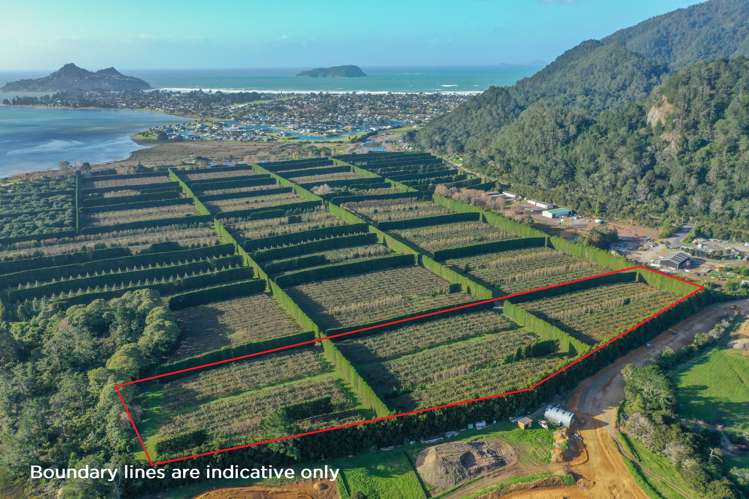 32 Gooseberry Grove Pauanui_0