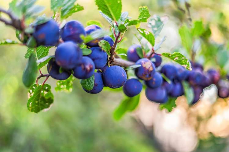 13 Lord Street Stokes Valley_19