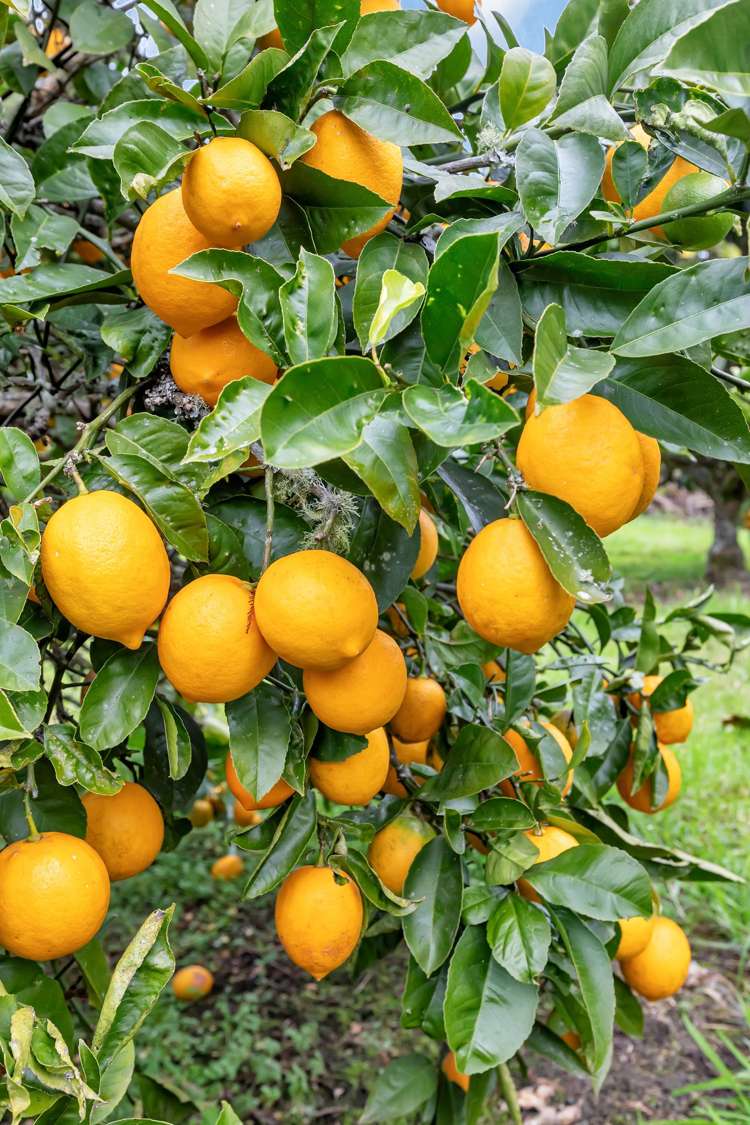 243 Mangapai Road Mangapai and Surrounds_36