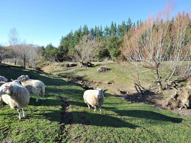 350 Scargill Valley Road Greta Valley_17