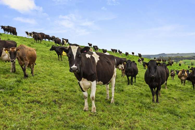 386 Troopers Road Te Kuiti_14