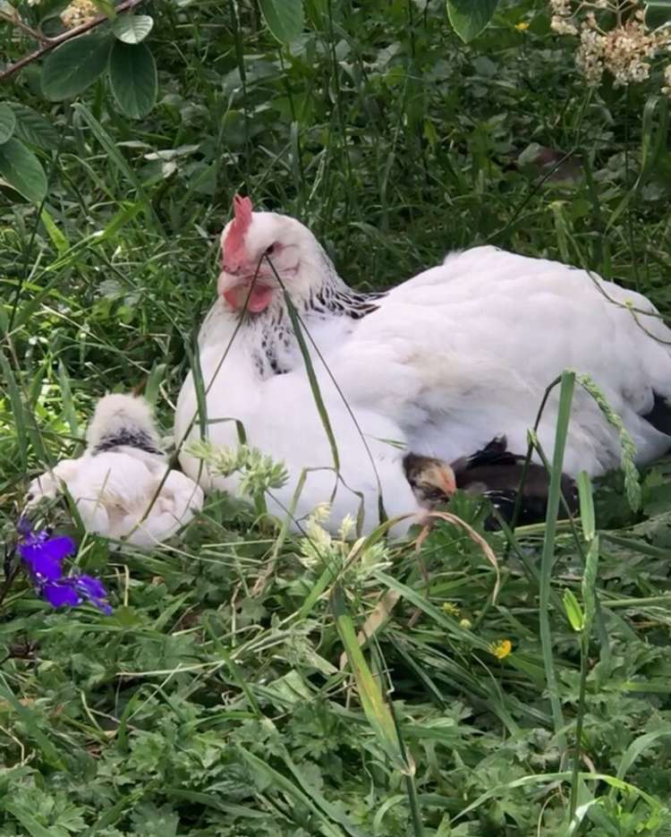 263a Walton Road Richmond Downs_25