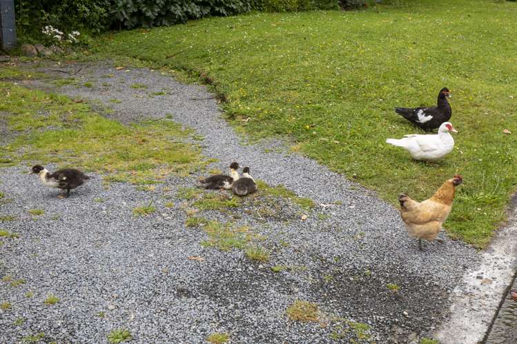 145a Pinehaven Road Pinehaven_19