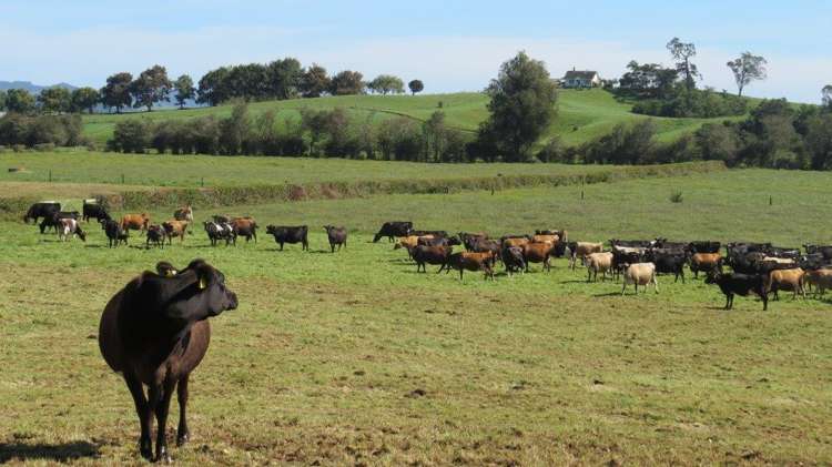 1276 Kakaramea Road Ngahinapouri_17