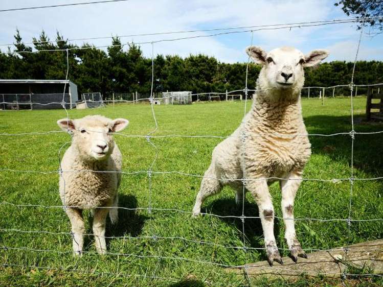 29 Skevingtons Road Hapuku_26