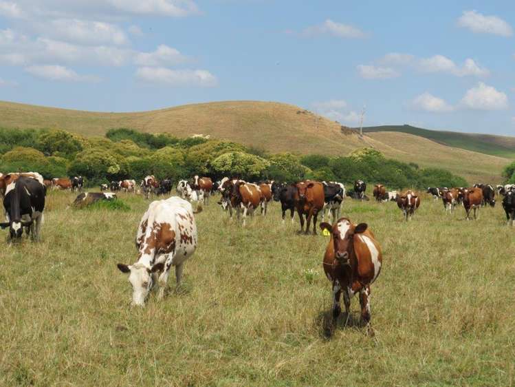 314 Martin Road Waerenga_12