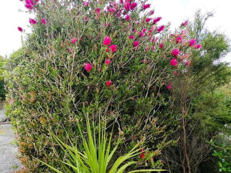 20A Valley View Lane Hakaru_28