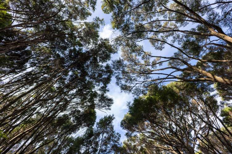 22D Paihia Road Paihia_12