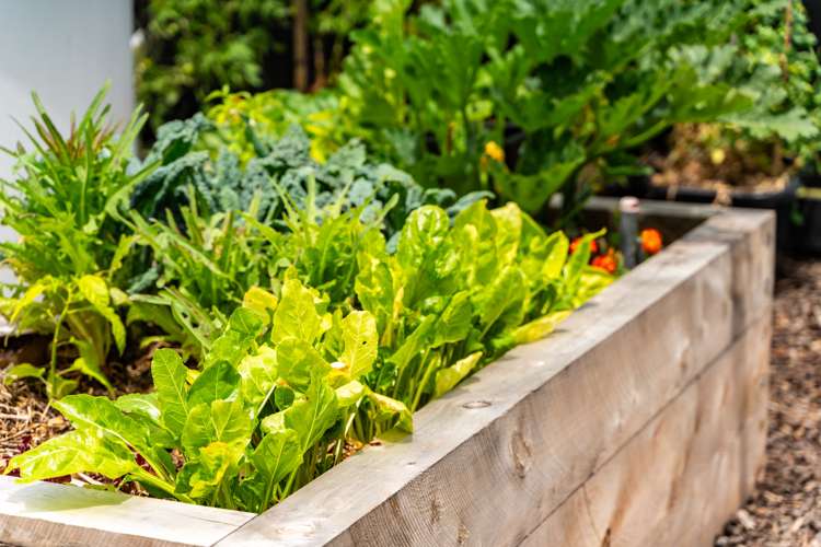 37 William Gilbert Drive Mangawhai_34