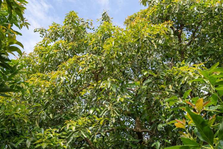 373 Kimberley Road Ngataki_21