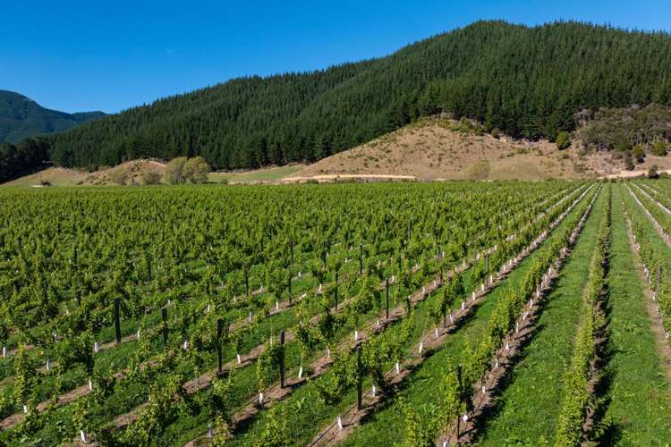 95 Speeds Road Koromiko_13