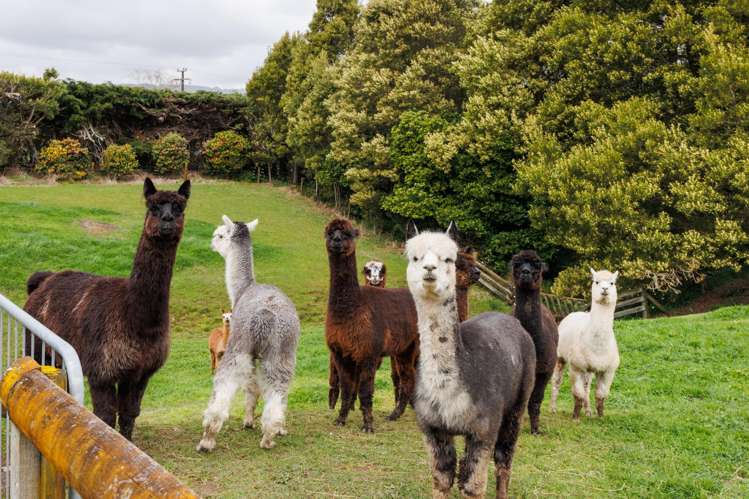 7 Harrisons Line Palmerston North_32