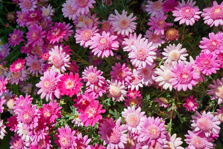 54 Kilmarnock Court Strathern_34