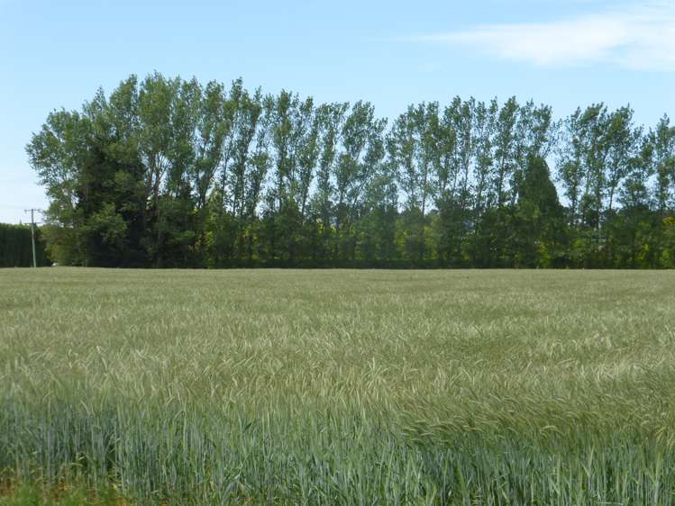 72 Grahams Road Tinwald_0