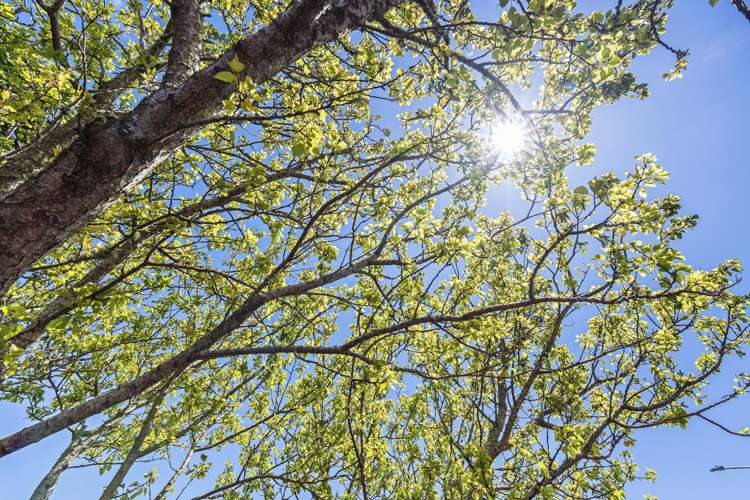 4A Richmond Street Waitara_16