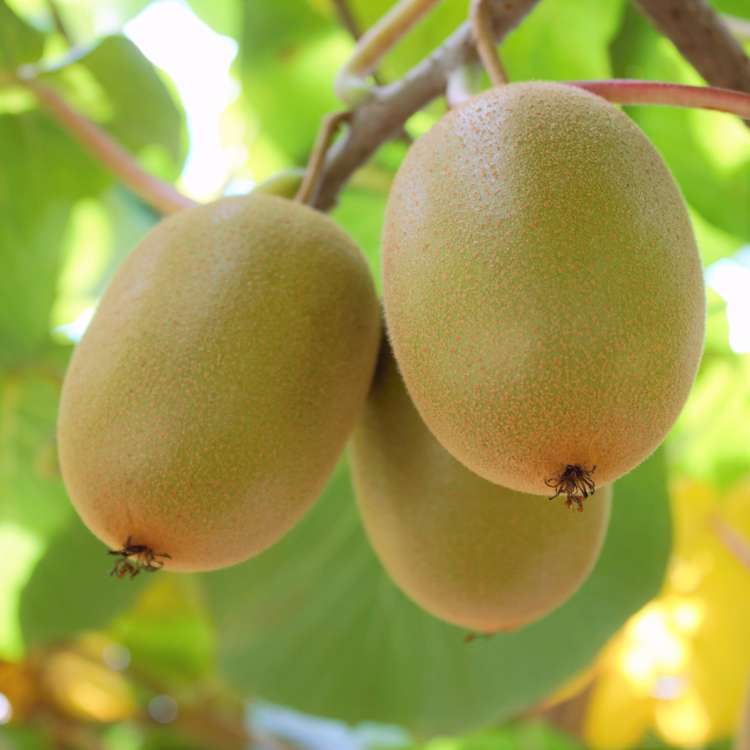 162 Pukeatua Road Maungatapere_8