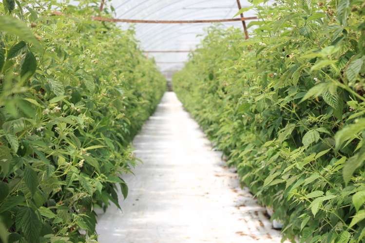 162 Pukeatua Road Maungatapere_17