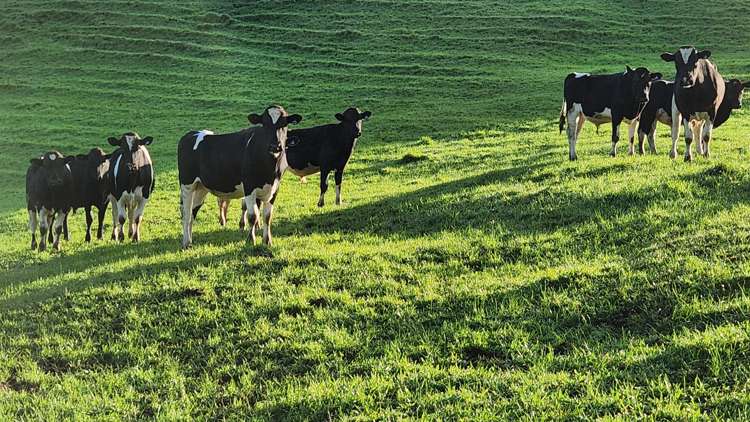 794 Tariki Road Ratapiko_18