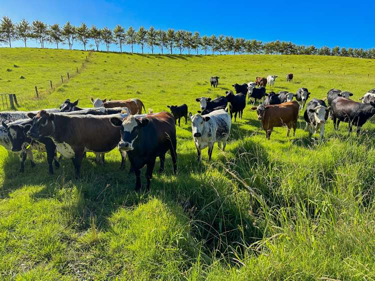 133 Okahu Road Kaitaia_23