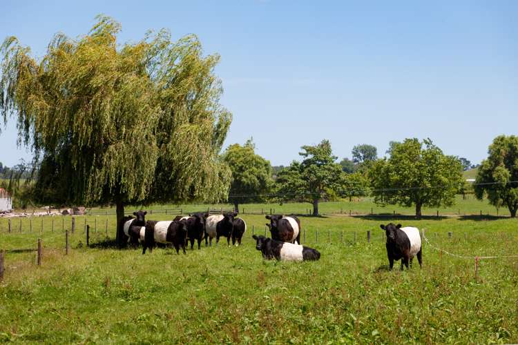 190 Taihoa North Road Matamata_16