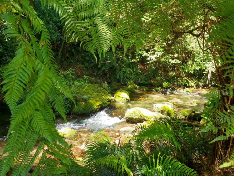 53 Endean Road Ngongotaha Valley_10