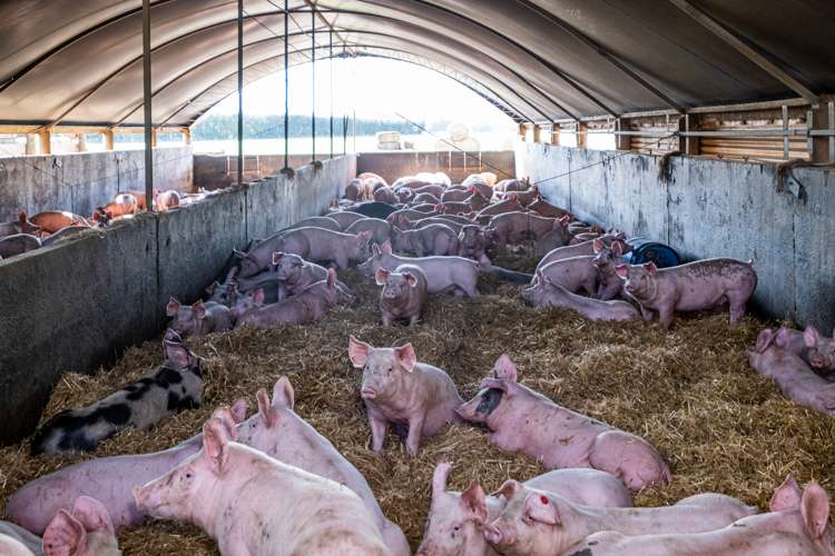 319 Methven Chertsey Road Methven_13