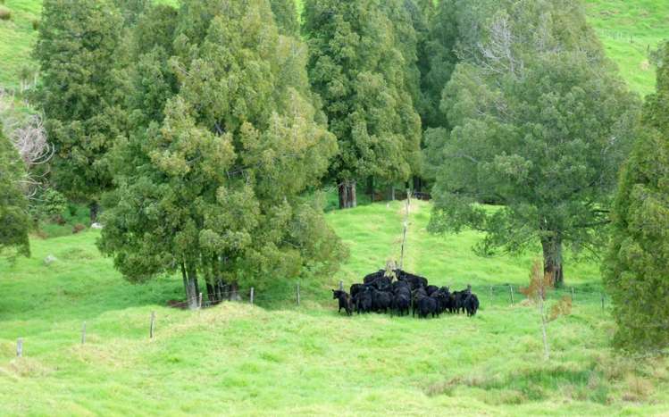 185 Takahue Saddle Road Takahue_11