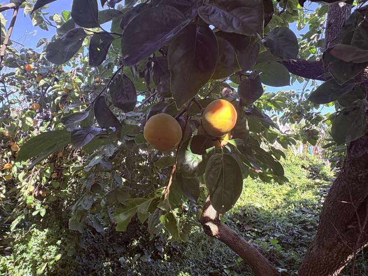 12 Delhi Street Wairoa_26