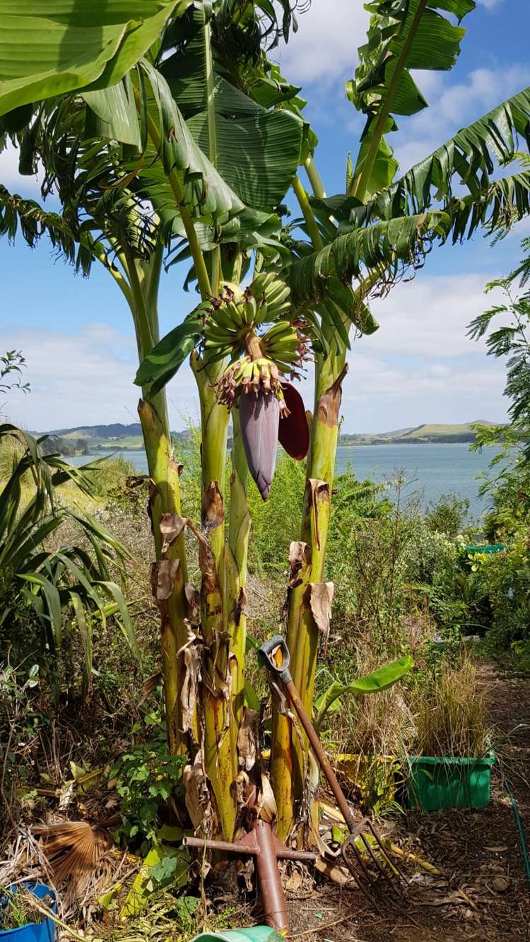 572a Pahi Road Paparoa_8