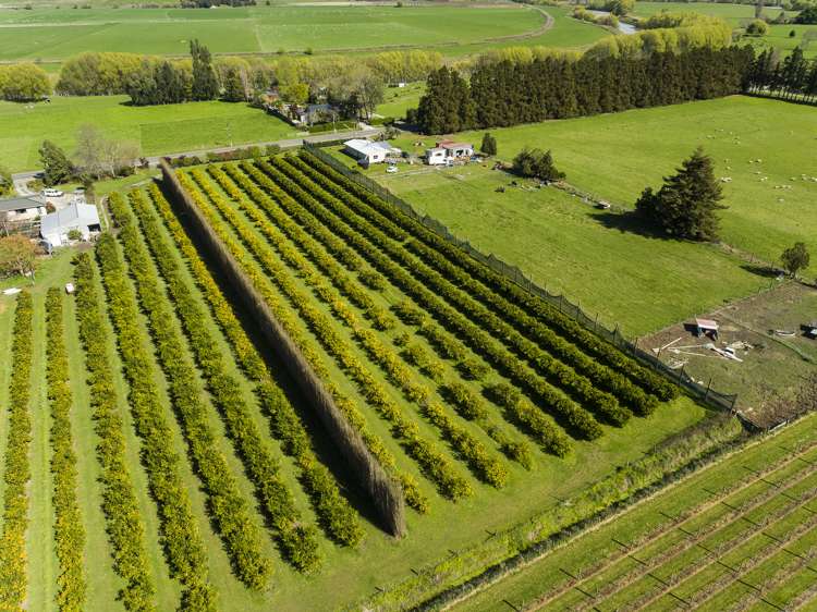 1286 Matawai Road Ormond_6