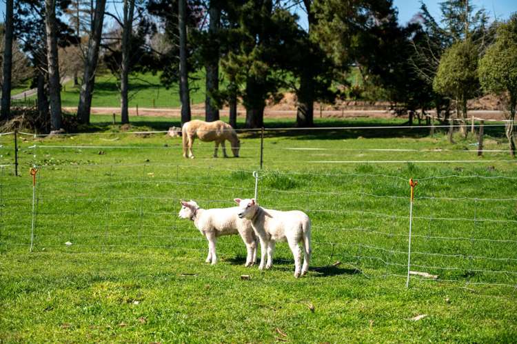 196 Ash Pit Road Rerewhakaaitu_23