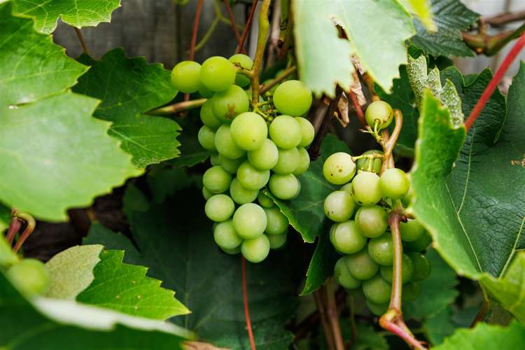 11 McIlwaine Place Marton_17