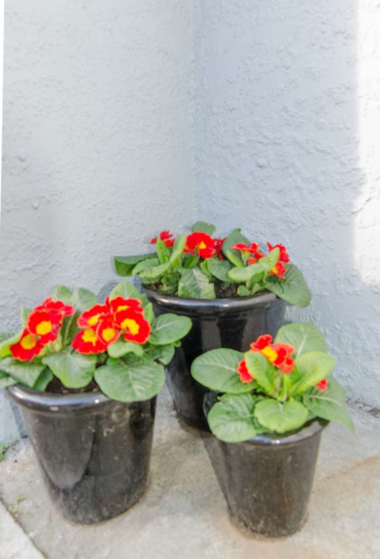 304 Williams Street Kaiapoi_7