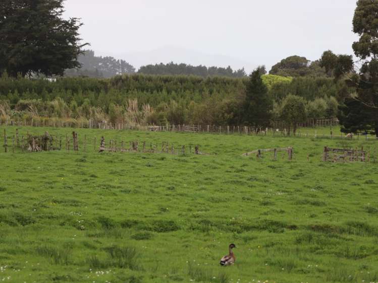 44 Gladstone Street Woodville_3