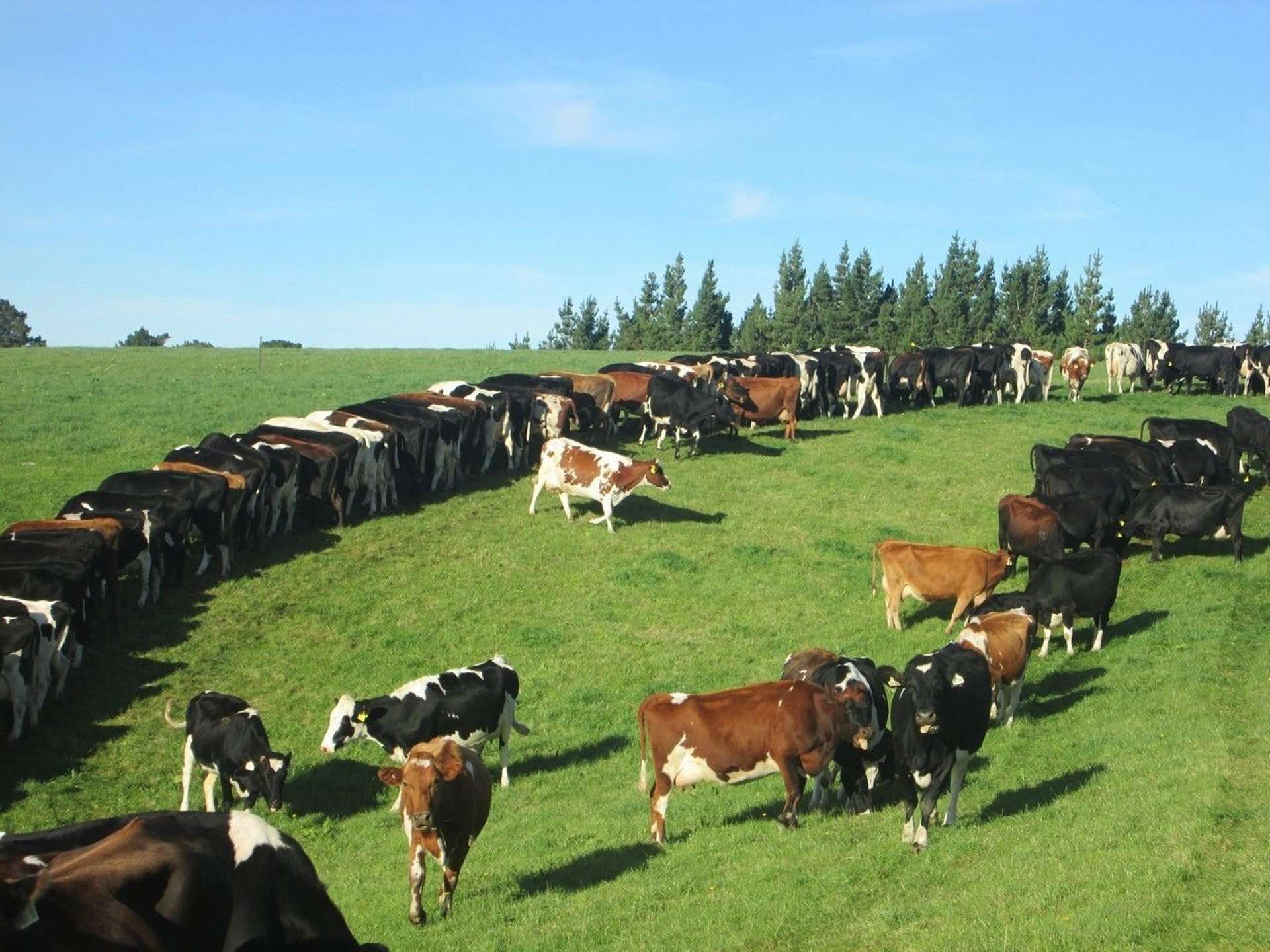 222 Morgan Road Clinton and Surrounds_0