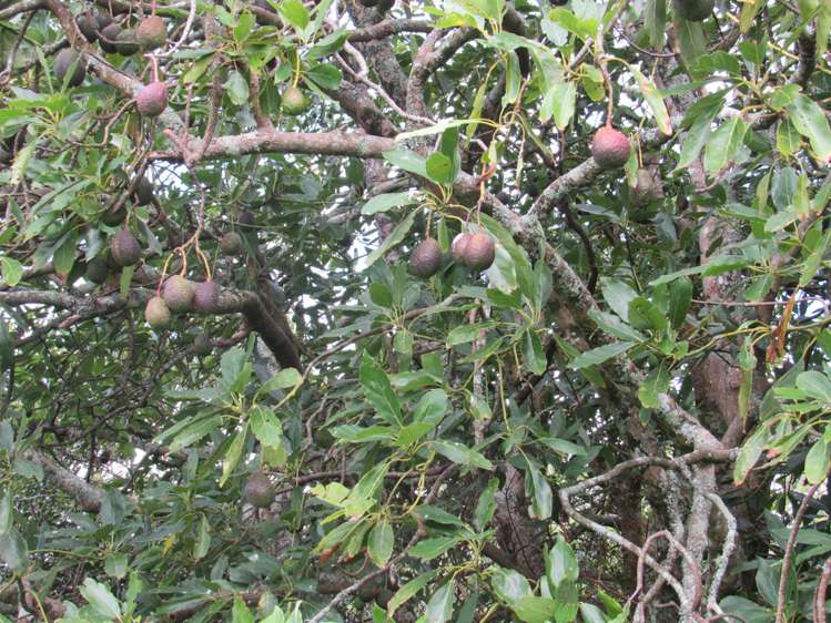 3 Bullman Road Ohaeawai_9