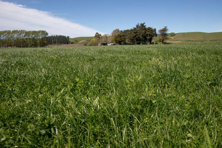 914 Gum Tree Flat Road Waimate_7