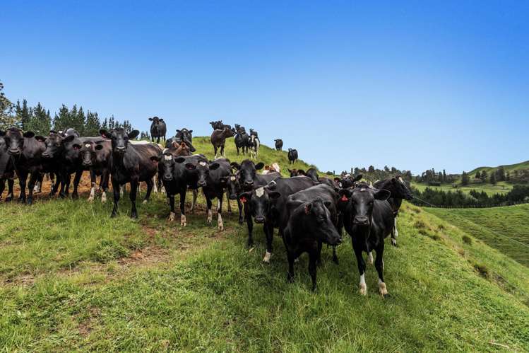 26 Settlement Road Pikowai_14