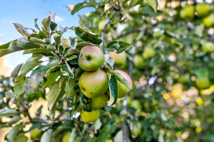 15a & 15b French Street Martinborough_2