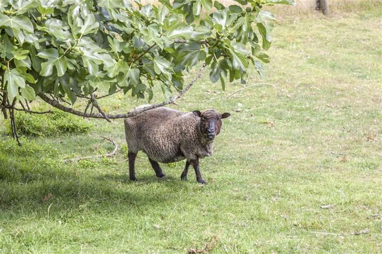 496 Rotokohu Road Paeroa_40