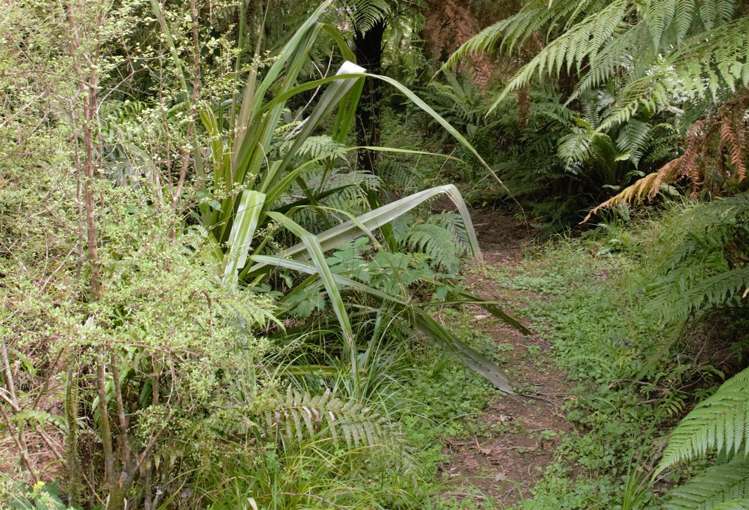 1883 Kumara-Inchbonnie Road Inchbonnie_15