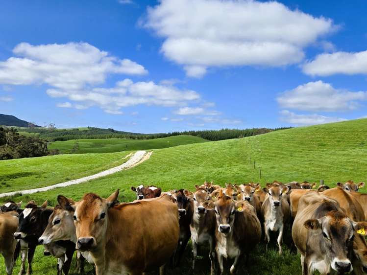 213 Lindquist Road Ararua_25