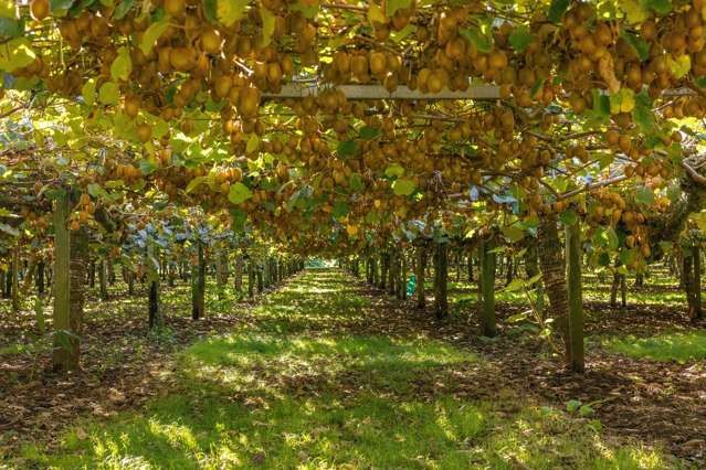 172 Maungarangi Road Te Puke_3