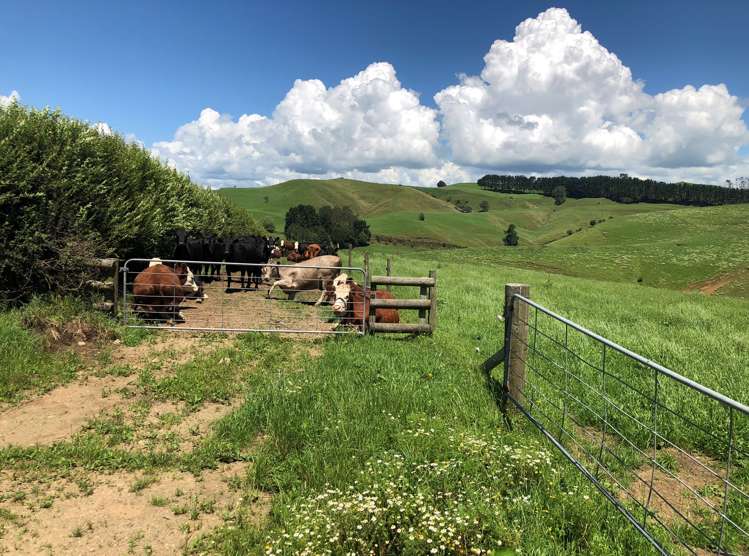 1564 State Highway 31 Kawhia Road Otorohanga_13