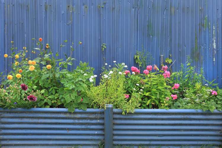 7 Wolseley Street Morningside_11