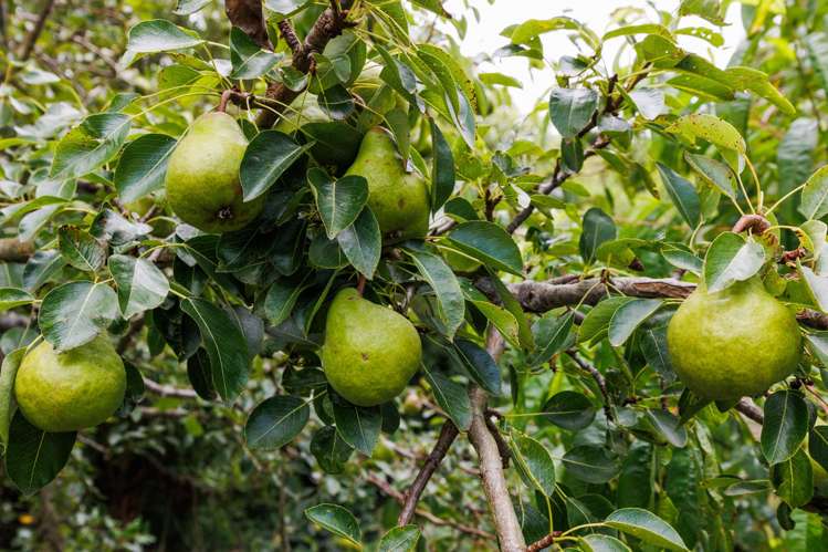 19 Whio Avenue Feilding_25