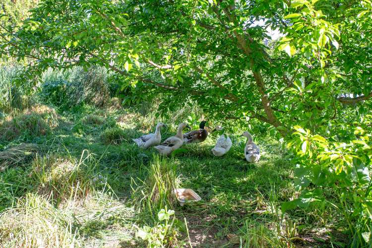 21 Ward Street Waharoa_8