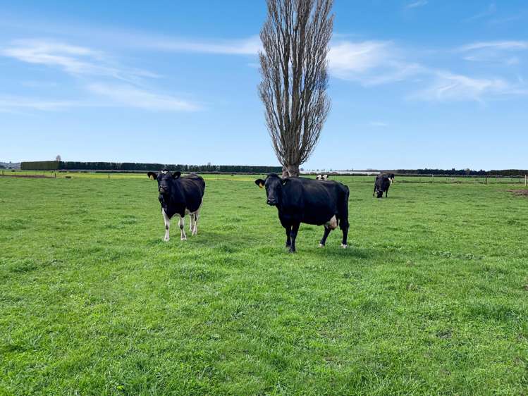 329 Kaituna Road Paengaroa_6